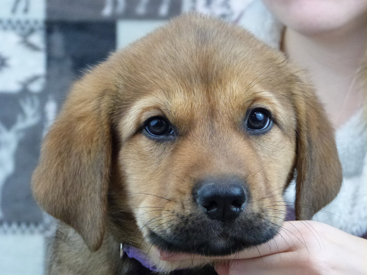 chinook puppy